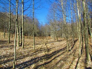 Clearing surrounded by a common beech forest in Slovenia with dry grass covering the ground lit by sunlight