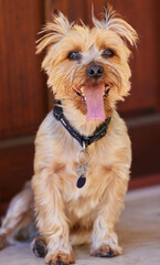 Guess who gets called a good boy everyday Me. Full length shot of a Yorkshire Terrier sitting indoors during the day.