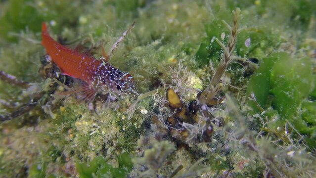 Bright red male Black Faced Blenny (Tripterygion melanurum) on a rock overgrown with green algae, extreme close-up. Mediterranean, Greece.