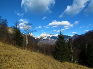 View of snow covered peak of Planjava mountain in Kamnik-Savinja alps, Slovenia with a dry grass covered meadow in birch and spruce trees in front