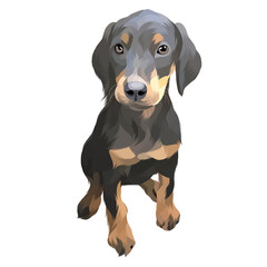 Animal vector colorful white background