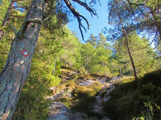 Bright scots pine forest wth a path going through in Slovenia