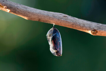 Monarch Chrysalis Clear