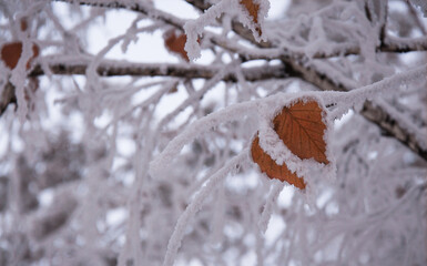 autumn leaves in the frost