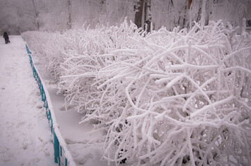 snow on a fence and bushes