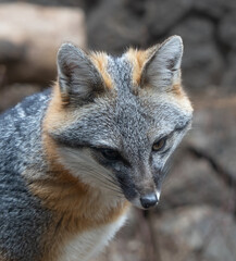 A juvenal red fox near Bend Oregon