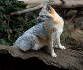 Naklejka na ściany i meble A juvenal red fox near Bend Oregon