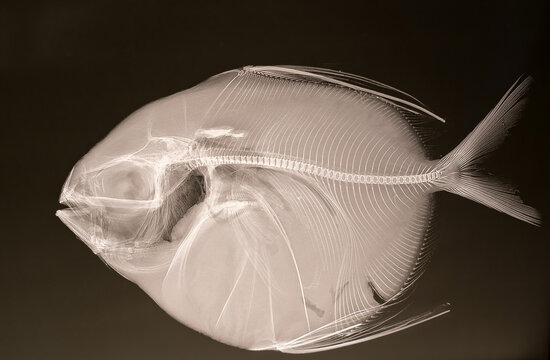 An X ray image showing the skeleton of an Opah (Lampris Guyttatus) fish