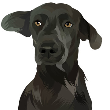 Animal vector illustration