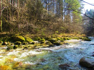 Kamniska Bistrica river in Kamnik-Savinja alps, Slovenia on a sunny day surrounded by forest