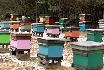 Apiary in winter. Colorful hives of bees in the meadow near the forest. Frost and a thin layer of...