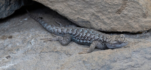 Obraz premium A western fence lizzard in Central Oregon