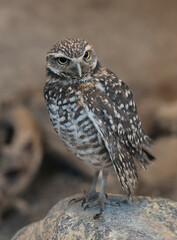 A burrowing owl.  It is a small, long-legged owl found throughout open landscapes of North and South America.