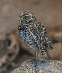 A burrowing owl.  It is a small, long-legged owl found throughout open landscapes of North and South America.