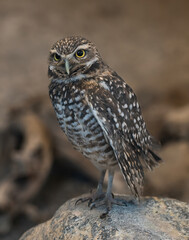 A burrowing owl.  It is a small, long-legged owl found throughout open landscapes of North and South America.