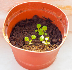 delicate sprouts of petunia in a pot gardening at home, beauty in the house interesting hobby