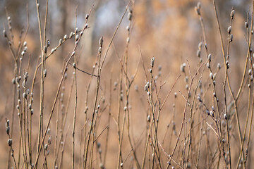 Fototapeta premium Branch of a blossoming pussy willow with furry catkins in the spring