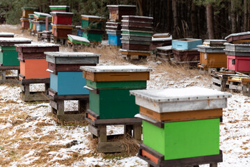 Apiary in winter. Colorful hives of bees in the meadow near the forest. Frost and a thin layer of snow.