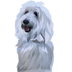 Animal vector illustration