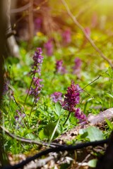 mysterious meadow detail with violet fumewort plants, Corydalis solida in tender sunshine, romantic mood, macro with tree trunk in background, backlight sun flare, spring awakening concept
