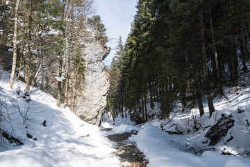 forest in winter,  Sipoaia River, Piatra Mare Mountains, Romania 