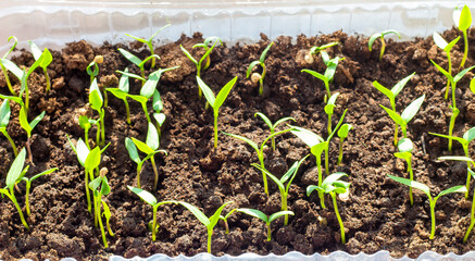 bell pepper seedlings, gardening at home, organic food, vegetable garden greenery natural production