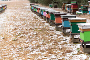 Apiary in winter. Colorful hives of bees in the meadow near the forest. Frost and a thin layer of...