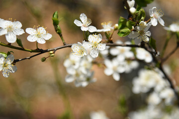 Zwetschgenblüte blüht Weiss im März