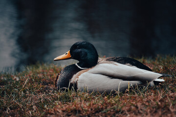 Portrait of a Duck
