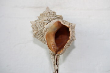 Seashell of sea snail purple dye murex or dye murex,  murex (Bolinus brandaris) on a neutral background. Place of find: Aegean Sea, Greece, Halkidiki