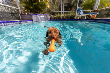 Miniature golden doodle dog swimming in a salt water pool with toy in her mouth playing fetch.