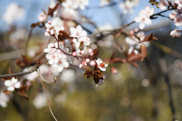 Ladybug and bee on a cherry blossom