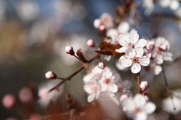 Blütenstrauch leicht rosa und weiss
