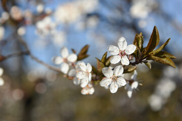 Obraz premium beautiful blossom branch in white and pink