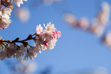 blue sky with pink flowers