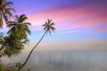 cocotiers au ciel rose en Polynesie française 