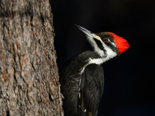Female Pileated Woodpecker on Tree Trunk in Winter, Closeup Portrait