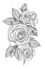 Rose. Hand drawn vector illustration.