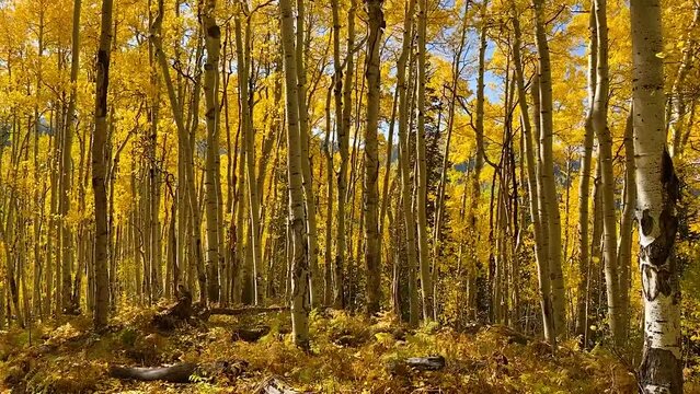 Autumn Aspen trees with leaves falling in a forest