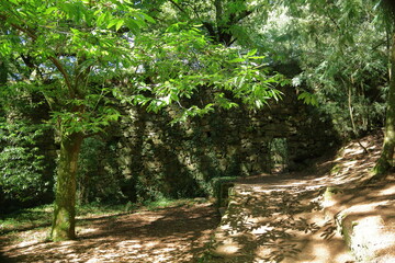 Obraz premium Bosque encantado