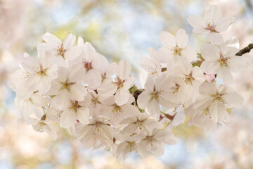 abstract closeup macro of blooming branch of sakura cherry blossom in spring