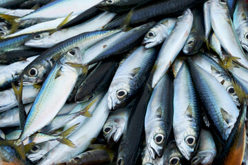 Many mackerel on a fishing boat.
