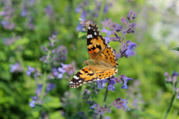 Papillon sur une fleur
