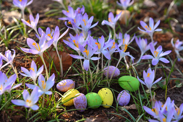 Family of  blooming blue crocuses and decorative easter eggs. Easter composition.