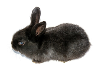 Photo of a small rabbit isolated on a white background
