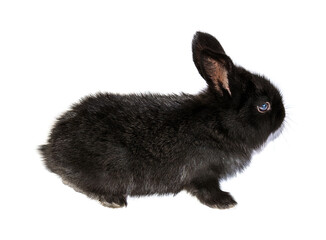 Photo of a small rabbit isolated on a white background