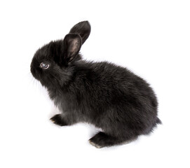 Photo of a small rabbit isolated on a white background
