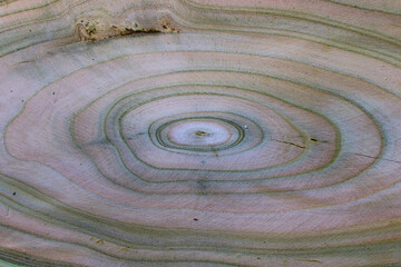 Detail of top view of the wooden desk made of a single piece of stump with unregular annual rings.