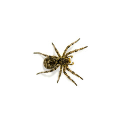 Photo of Lycosa singoriensis, black hair tarantula isolated on white background