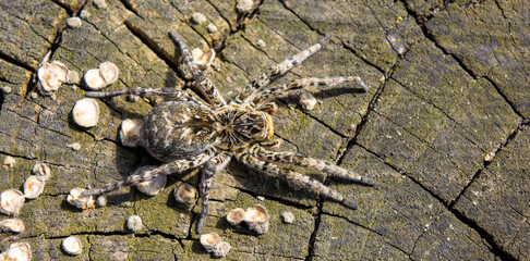 Photo of Lycosa singoriensis, black hair tarantula on the tree stump